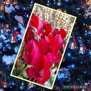 ガーデンシクラメン　赤の画像 by npaさん | 小さな庭とガーデンシクラメン✨とにわと朝のパトロールとガーデンシクラメン 寄せ植えとガーデンシクラメン　赤とガーデンシクラメン❤︎