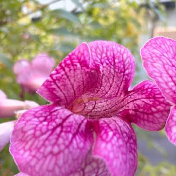 ピンクノウゼンカズラの投稿画像一覧 Greensnap グリーンスナップ