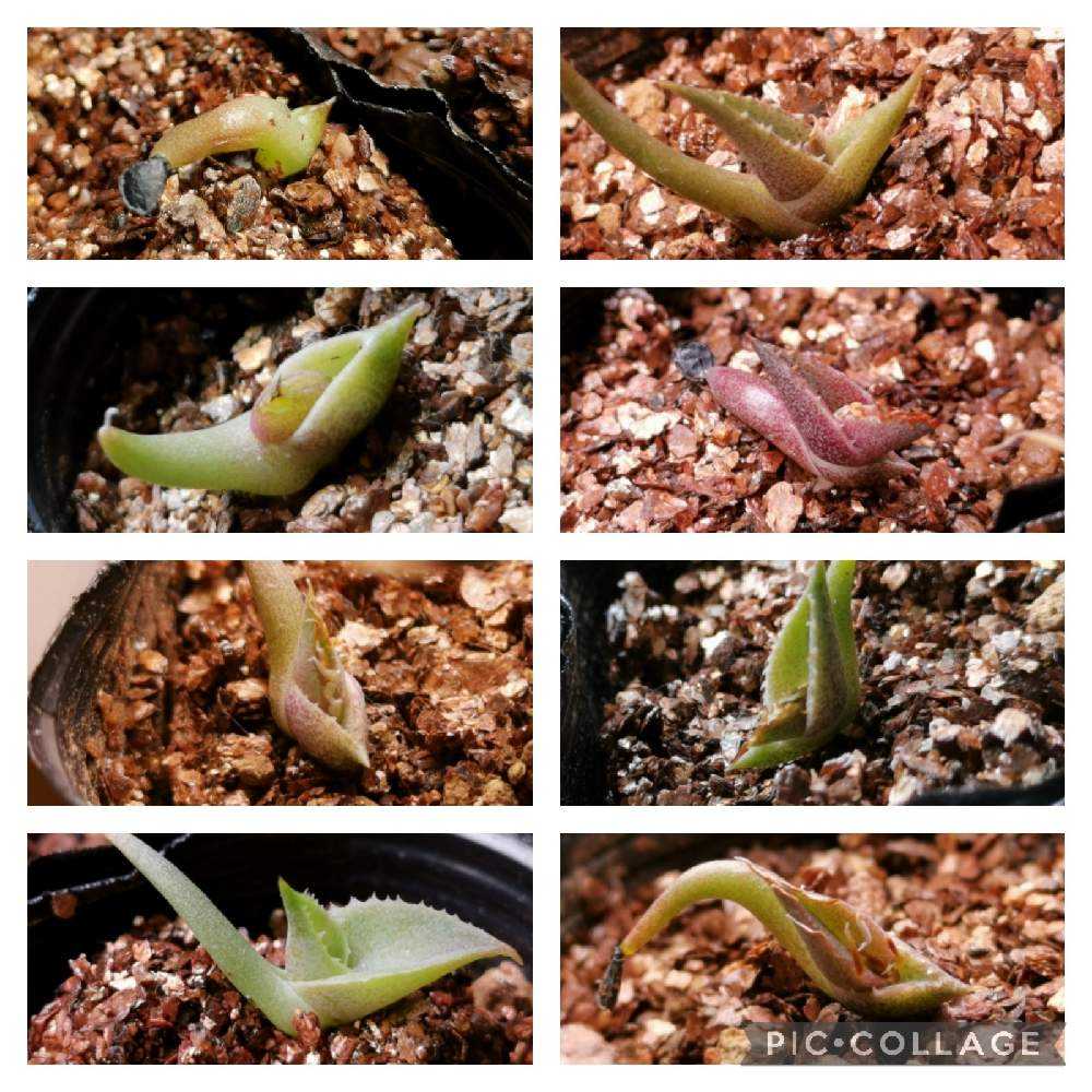 実生オテロイの記録｜🍀GreenSnap（グリーンスナップ）