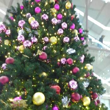 クリスマスツリー♡の画像 by KONAYUKI.さん | お出かけ先とクリスマスツリー♡