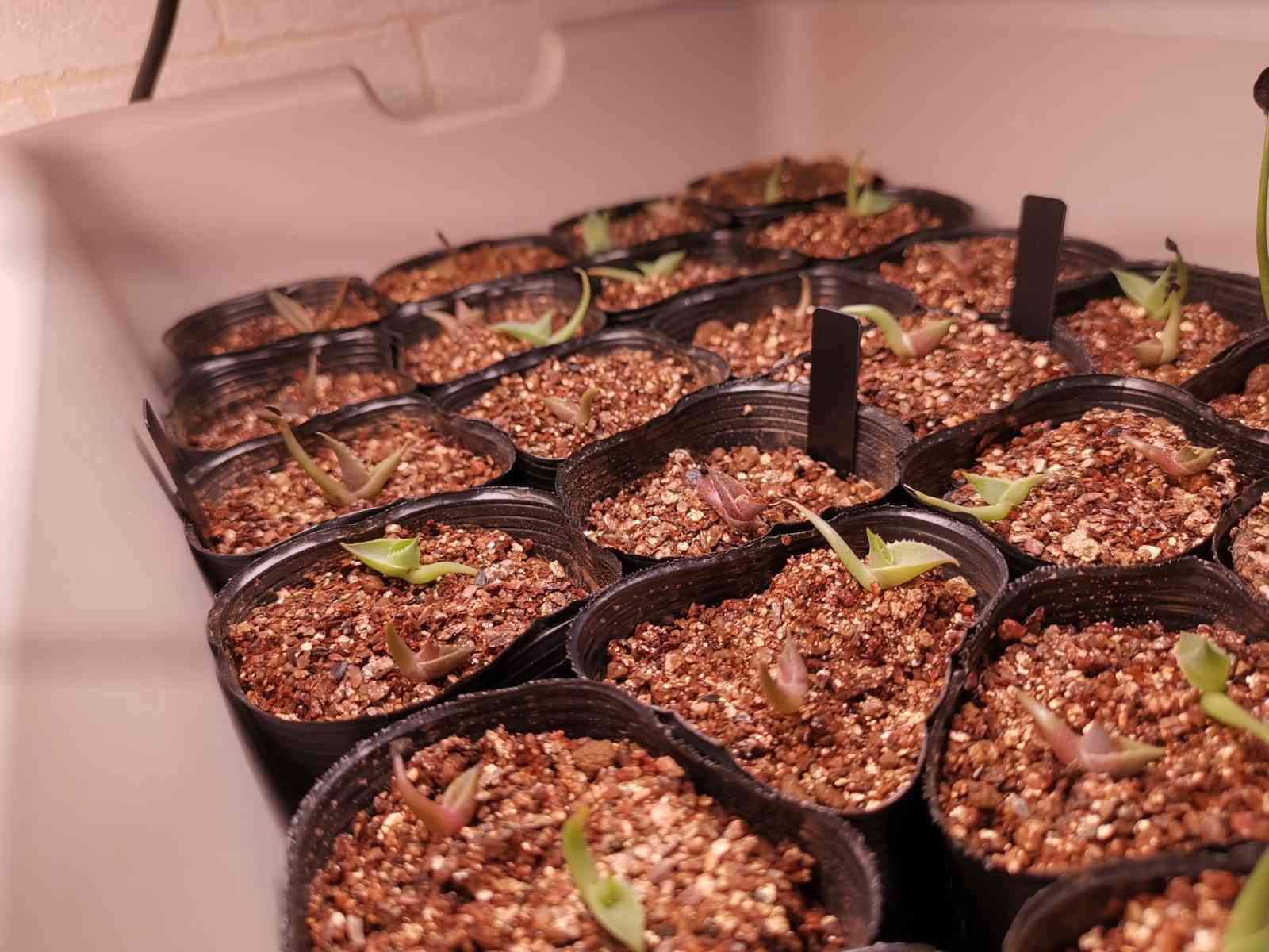 実生オテロイの記録｜🍀GreenSnap（グリーンスナップ）