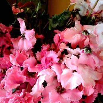 シクラメン属の画像 by ロシェさん | 部屋とガーデンシクラメンとピンクの花とサクラソウ科と改良品種と地中海原産とフリル咲きとシクラメン属とロシェブランドとハート型と球根