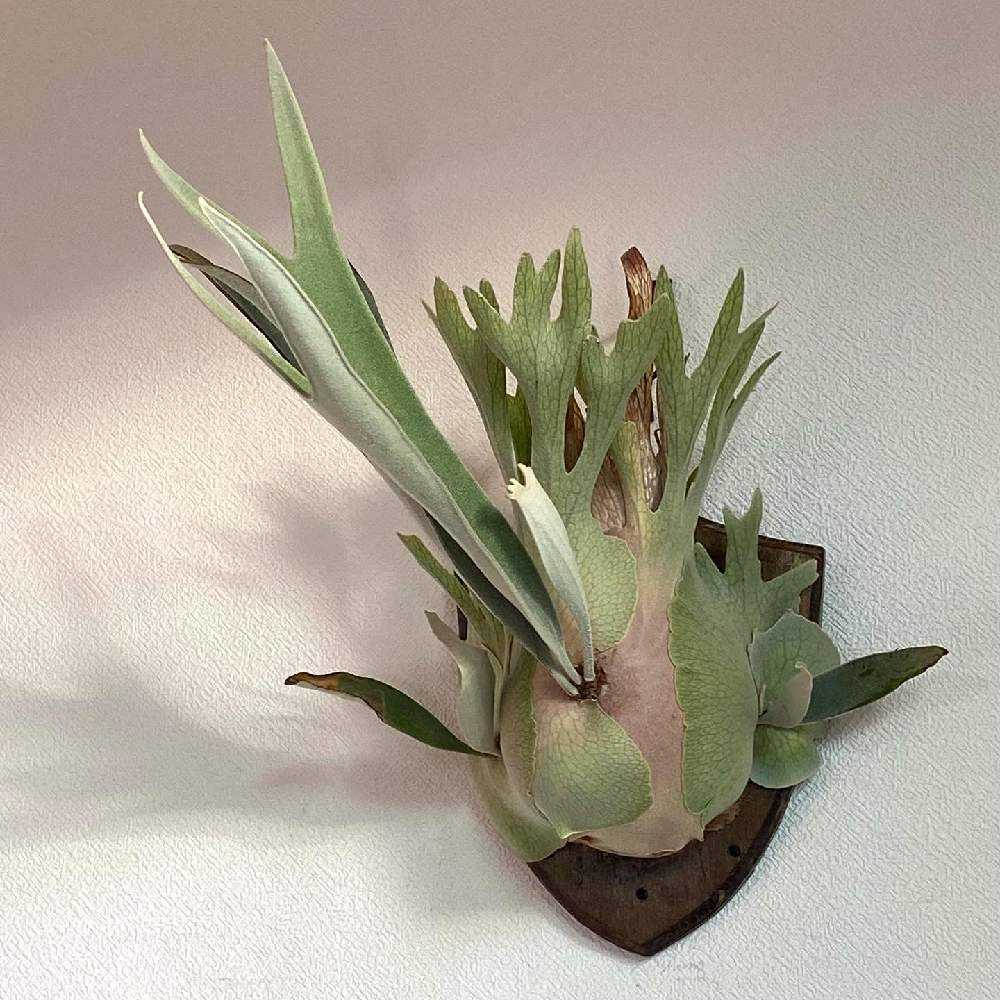 P.veitchii【ビカクシダ　ベイチー　ヴィーチー】親株サイズ Lisa フラワー・ガーデニング P.veitchii【ビカクシダ ベイチー