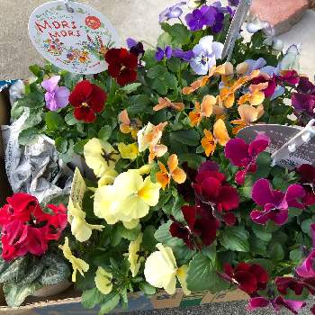 花の苗の投稿画像一覧 Greensnap グリーンスナップ