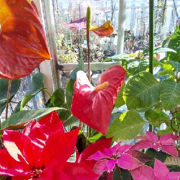 プリンセチア♪の画像 by あななさん | 窓辺とグリーンのある暮らしと真っ赤なポインセチアとプリンセチア♪とグリーンのままのポインセチアとアンスリウム♪と鉢植えとカラー松ぼっくりと花のある暮らし