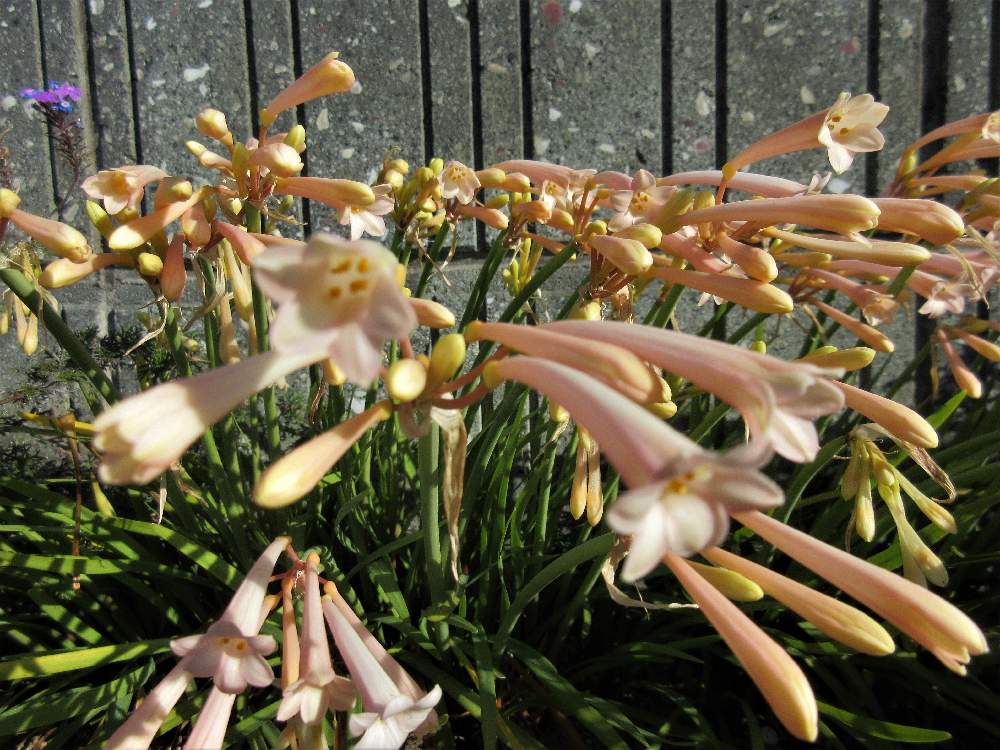 キルタンサスの投稿画像 By 栗 かのこさん お出かけ先とピンクの花と植えっぱなし球根と花はラッパ型とピンクの花と植えっぱなし球根と花はラッパ型 21月12月24日 Greensnap グリーンスナップ Greensnap グリーンスナップ