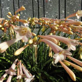 花はラッパ型の投稿画像一覧 Greensnap グリーンスナップ