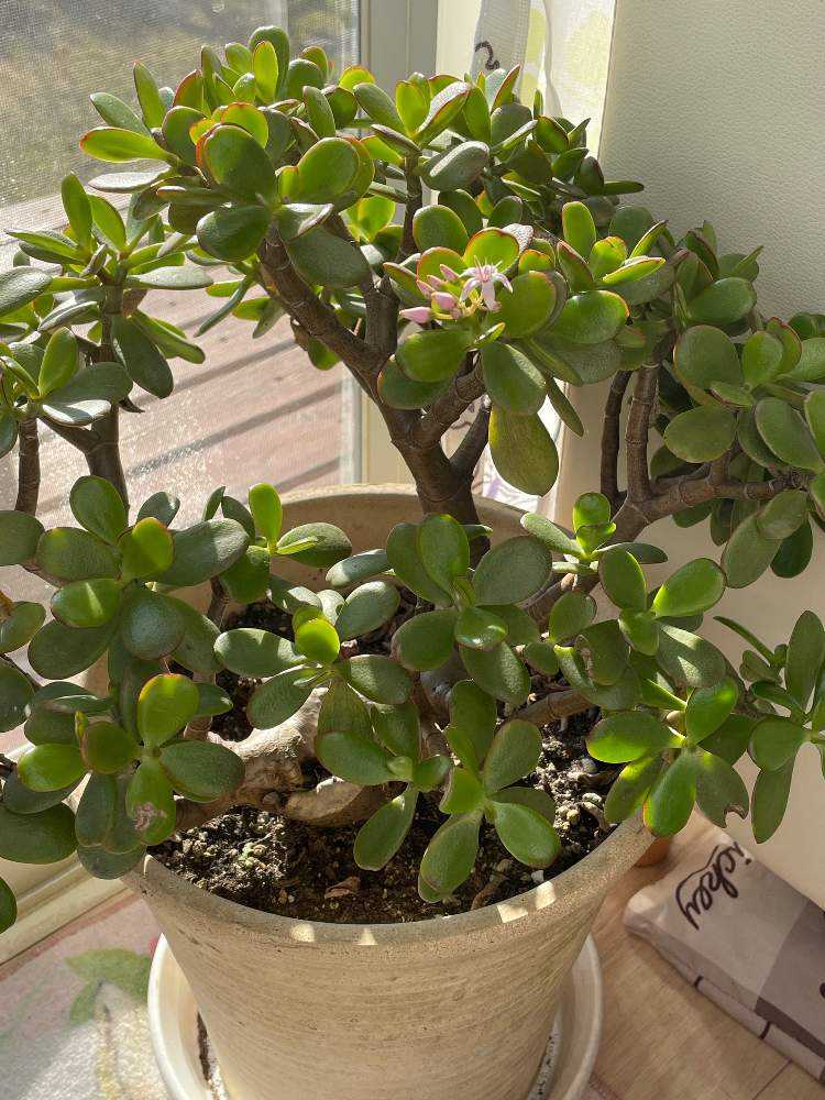 花月 金のなる木 Greensnap グリーンスナップ