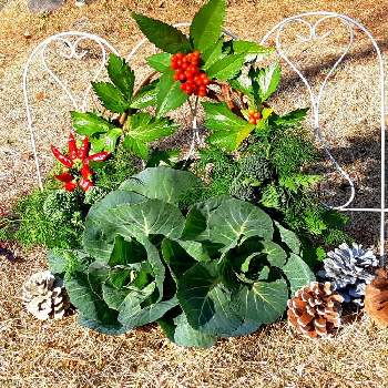 セロリ の投稿画像一覧 Greensnap グリーンスナップ