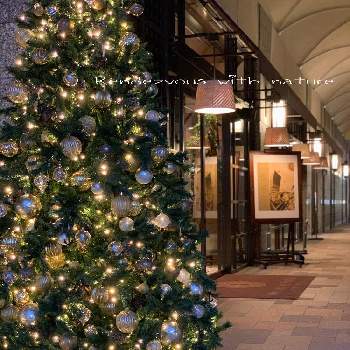 クリスマスツリー♡の画像 by ハナコさん | お出かけ先とクリスマスツリー♡とクリスマスと神戸旧居留地