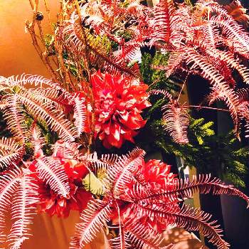 Xmasの画像 by kaeさん | お出かけ先とバランスといい時間とカッコいいとイルミネーションとクリスマスディスプレイと綺麗と鮮やか とキュートとXmasとクリスマス