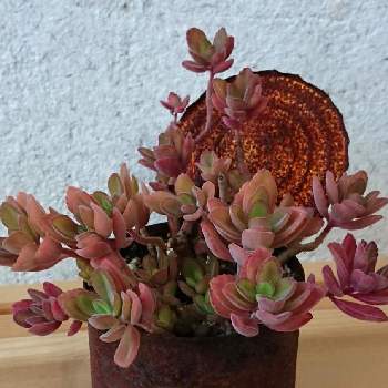 プレクトランサス ペンテリーの投稿画像一覧 Greensnap グリーンスナップ