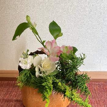 玄関に飾る花の投稿画像一覧 Greensnap グリーンスナップ