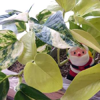 メリークリスマスの画像 by レーズンさん | 窓辺と観葉植物とメリークリスマスと24日は錦の日と処分品と ポトス