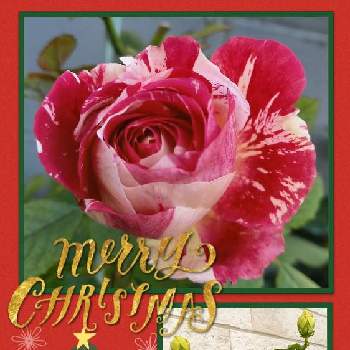 薔薇のある暮らしの画像 by フランさん | アプローチと寄せ植えリースと八重咲きハイビスカスの蕾とバラ  センチメンタルと金曜日の蕾たちと素敵なバラと絞り模様の薔薇とクリスマス月間と毎日ローズショーと可愛いお花とおうち園芸とはなのある暮らしと金曜ローズショーと綺麗なお花とガーデニングと可愛いバラと薔薇のある暮らしと綺麗なミニ薔薇と薔薇大好き