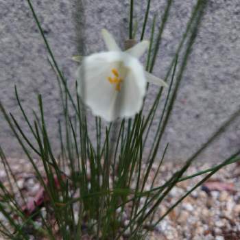 原種水仙の投稿画像一覧 Greensnap グリーンスナップ