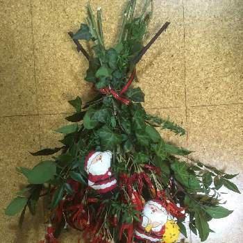 唐辛子の画像 by ぴーちゃんさん | 部屋と唐辛子とアイビーと月桂樹と南天とスワッグとメリークリスマスと我が家の植物