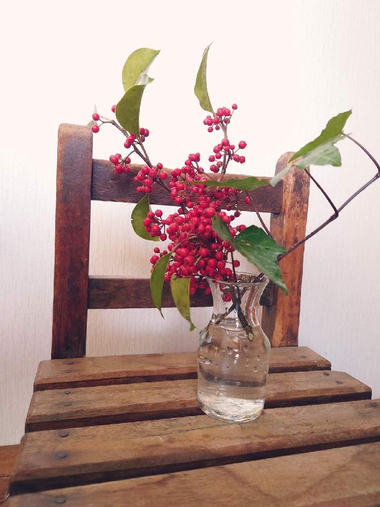 クロガネモチの投稿画像 By 鳩子 Hatokoさん ヘデラと部屋とクリスマスと田舎暮らしと花のある暮らしとクリスマスと田舎暮らしと花のある暮らし 21月12月24日 Greensnap グリーンスナップ Greensnap グリーンスナップ