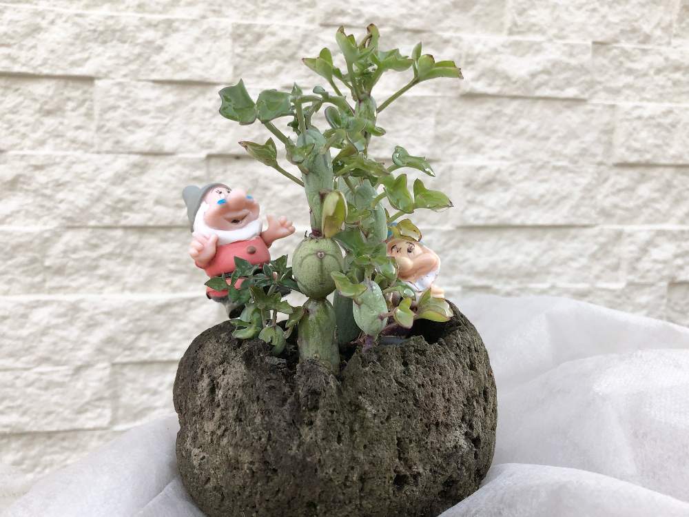 七宝樹の投稿画像 By Sawaさん 多肉中毒と多肉植物と軽石鉢と多肉のある暮らしと小さな庭 と多肉女子と成長記録と玄関先と多肉中毒と多肉植物と軽石鉢と 多肉のある暮らしと小さな庭 と多肉女子と成長記録と玄関先 21月12月24日 Greensnap グリーンスナップ