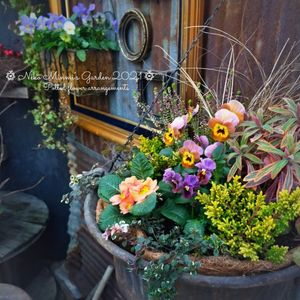 寄せ植え,花のある暮らし,植物のある暮らし,ビニールハウス,ビオラ・パンジーの画像