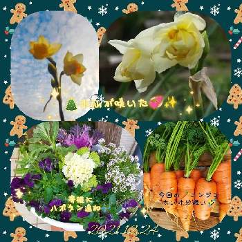 ビオパンの画像 by いすうさん | 小さな庭と畑ガーデンとビオパンとおうち園芸とプランターや鉢と花のある暮らし