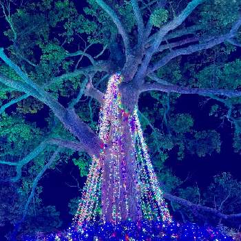 大きな木,電飾,クリスマスツリー,お出かけ先の画像