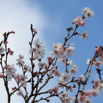 花撮りﾄﾞﾗｲﾌﾞの画像 by まっさんno.1さん | お出かけ先と綺麗〜❤️と桜満開とピンクの花と花撮りﾄﾞﾗｲﾌﾞとGS映えとｼﾞｭｳｶﾞﾂｻｸﾗとウオーキングと花の文化園