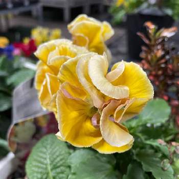 八重咲きパンジー・ラブリーシュシュの画像 by キャンディータフトさん | 小さな庭と八重咲きパンジー・ラブリーシュシュと寒さに負けないと元気が出るとビタミンカラーと色にこだわると花のある暮らし