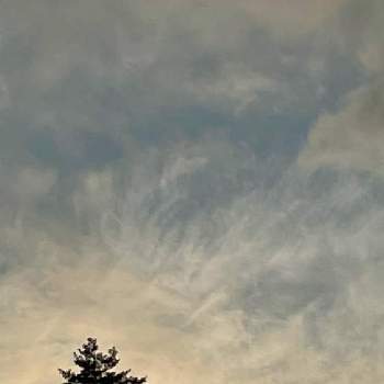 空と木の画像 by わこさん | マツ（松）と散歩と空と木と空と雲
