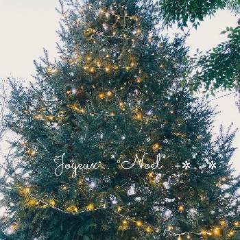 もみの木♡,クリスマスツリー,クリスマスディスプレイ,小さな庭の画像