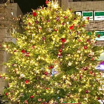 クリスマスツリー♡の画像 by TIさん | アプローチともみの木とクリスマスツリー♡と晩秋の候