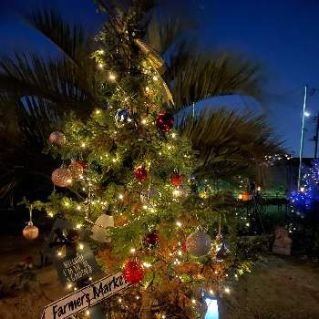 クリスマスツリー♡の画像 by ラックスさん | 広い庭とクリスマスツリー♡とイルミネーションと2021年クリスマス