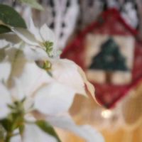 ポインセチア,プリンセチア,もうすぐクリスマス,ミラーレス一眼,LUMIX gf7の画像
