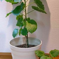 ウンベラータ,観葉植物,育てた植物2021,みどりのまとめNo.45,みどりのまとめNo.111の画像