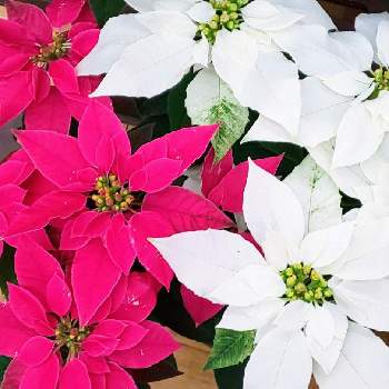 白いお花＊の画像 by オリーブの葉さん | ポインセチアとおでかけ先とクリスマスのお花と赤いお花＊と白いお花＊