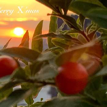 クリスマスを楽しむの画像 by キラライ　ブツ子さん | ✨ きらきら ✨とフユサンゴの実と夜明けとクリスマスを楽しむとcollaboキラとクリスマスの朝と✨きらきら✨とフユサンゴ♡と色の変化と色の変化を楽しむと空を……☆★☆