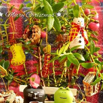 ハッピーベリーの画像 by Yume cafeさん | 窓辺とハッピーベリーとお花を楽しむと ハッピーとコンコンブル とメリークリスマス ☆とネコ大好きとクリスマス雑貨と素敵な1日をと花のある暮らし