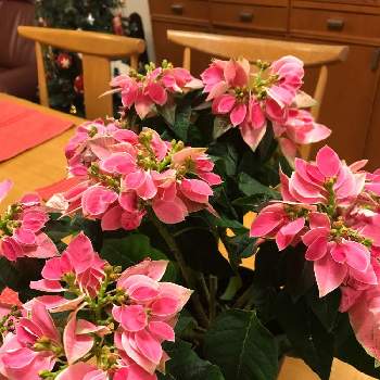 ピンクの葉の画像 by ぽむさん | 部屋とプリンセチアとプリンセチア♡とピンクの花と癒しと心ほっこりとピンクの葉