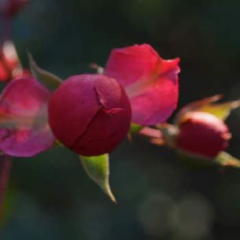 薔薇の蕾の投稿画像一覧 Greensnap グリーンスナップ