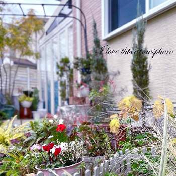 グラスの画像 by Ray-foさん | 小さな庭とコニファー・スカイロケットとグラスとガーデンルームと花壇と紅葉（こうよう）とガーデニングと花のある暮らしとお花好き