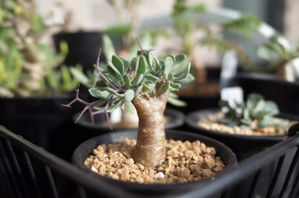 オトンナ・ユーフォルビオイデス｜🍀GreenSnap（グリーンスナップ）