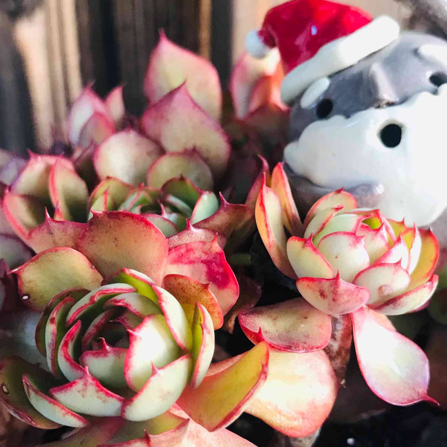 ヤンジン♡の一覧｜🍀GreenSnap（グリーンスナップ）