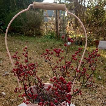 野バラの実の画像 by Qooさん | 広い庭と野バラの実と赤い実とクリスマスリースと綺麗な実とユーミンつながりの皆さんに感謝
