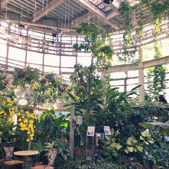 渋谷区ふれあい植物センターの投稿画像一覧 Greensnap グリーンスナップ 渋谷区ふれあい植物センターの投稿画像一覧 Greensnap グリーンスナップ