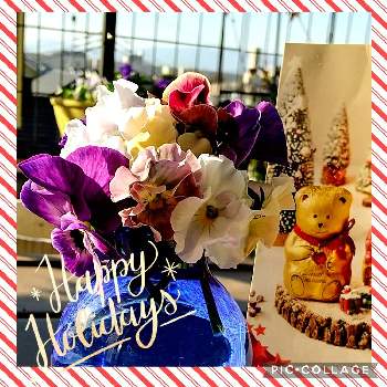 Xmasの画像 by ❀La’❁❀さん | 小さな庭とパンジー シエルブリエとパンジー・ビオラとシエルブリエと小輪パンジー わらくと植物のある暮らしとお花を楽しむとちいさな幸せ♡とGS映えと花を飾るとおうち園芸ときゅんとGSに感謝。とかわぃぃ。とビオラ☆と可愛いとガーデニングと癒し…♡と꒰ღ˘◡˘ற꒱かわゅ~とXmasとクリスマスとフリル咲きビオラとフリル咲きパンジー シエルブリエと「パンジー&ビオラ」コンテスト