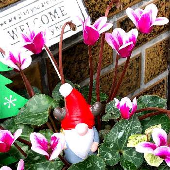 ガーデンシクラメン・ゴブレットの画像 by ヒヨコの宝壺さん | ガーデンシクラメン・ゴブレットと幸せな日常♪とMerry Christmasと花のある暮らしと癒しのひと時とクリスマス