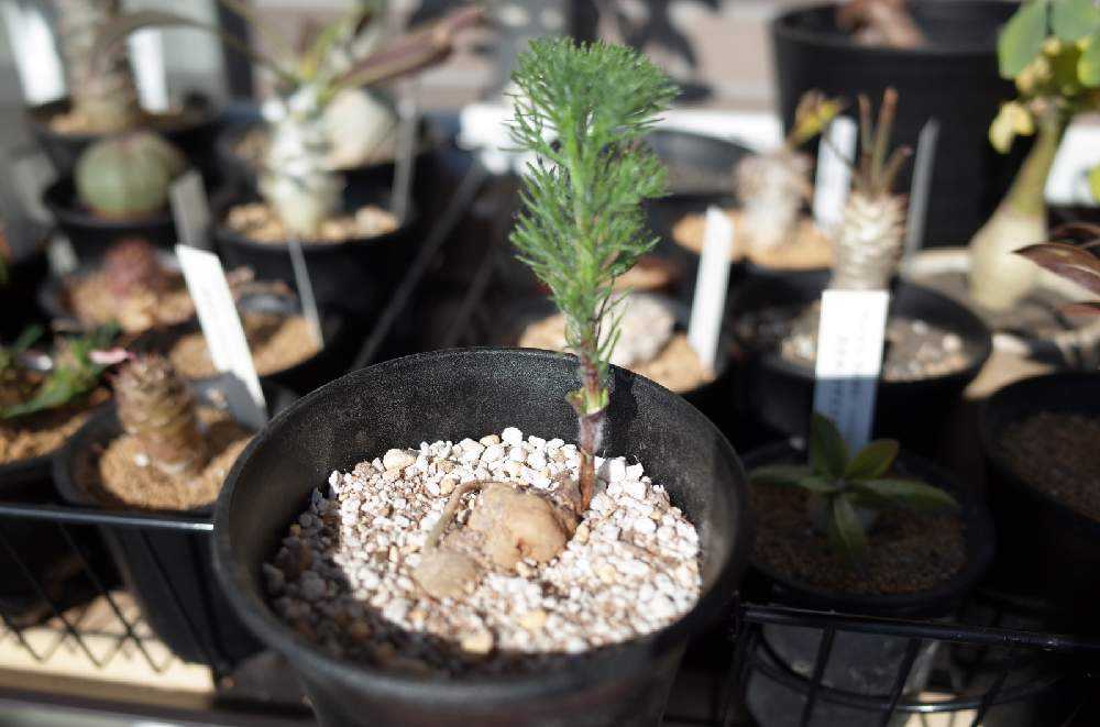 エリオスペルマム3点 珍奇植物‼️ 霧氷玉 エリオスペルマム・ラニマルギナツム特選大株 A6