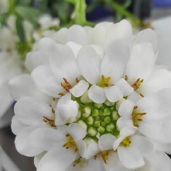 イベリス キャンディタフト の投稿画像一覧 Greensnap グリーンスナップ