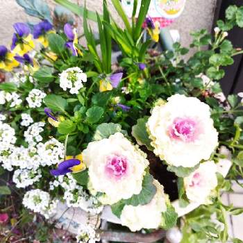 寒さに負けない！の画像 by おはるんさん | 玄関と寄植えと花のある暮らしと寒さに負けない！