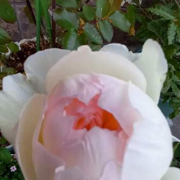 YUMIKOさんありがとうの画像 by クレチャンさん | HTCとかわぃぃとゆっくり開花中とキュンキュン乙女倶楽部としぞーか勢とおうち園芸とバラと夢CLUBとたに倶楽部とお花の中心がピンク色とボレロ♥️とたにおたくらぶとYUMIKOさんありがとう